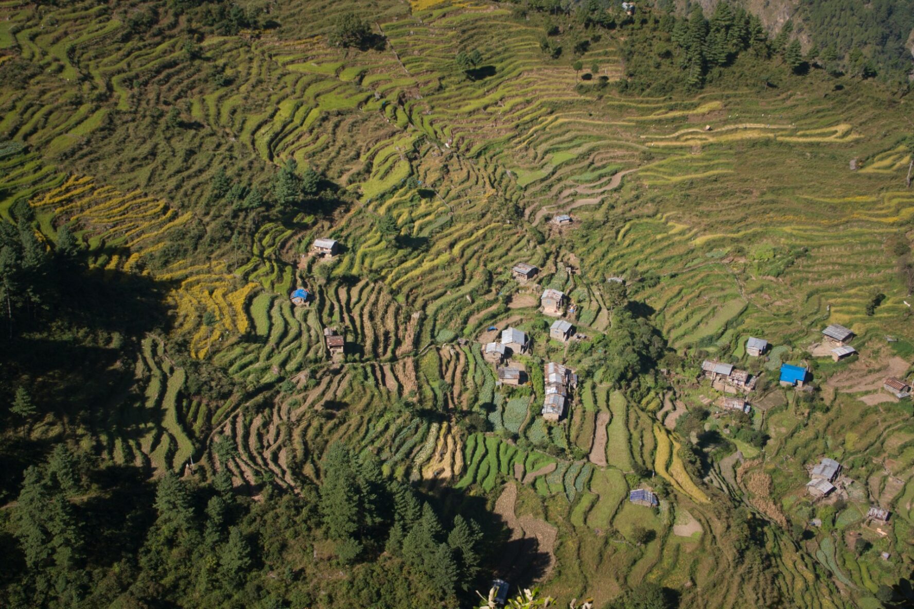 Aerial view of the terraced rice fields in the Langtang Valley.