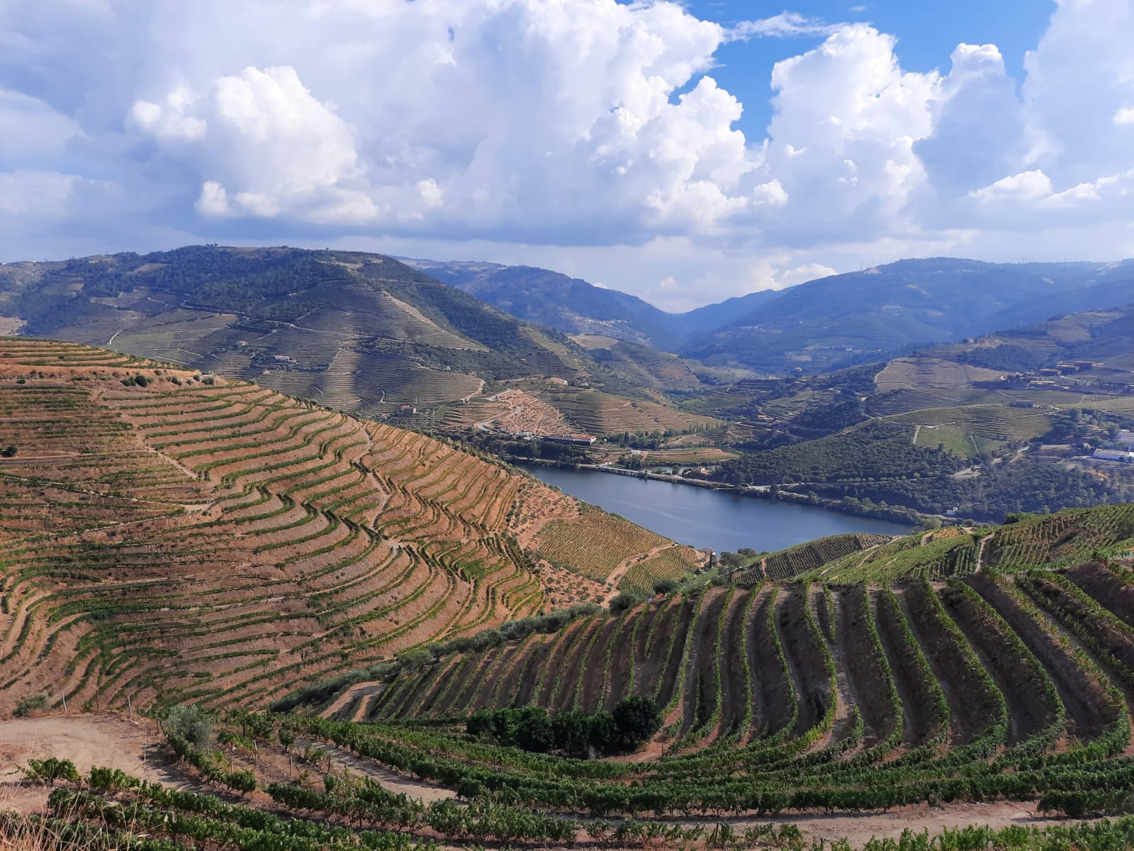 Terraced vineyards in the Douro Valley
