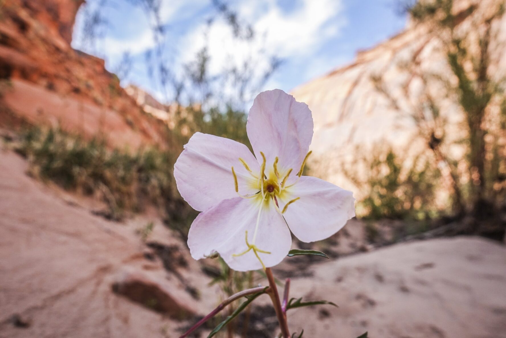 White wildflower in Coyote Gulch, Utah.