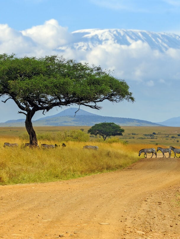 Zebra and her cub crossing the road during a safari tour in Serengeti National Park (Tanzania).