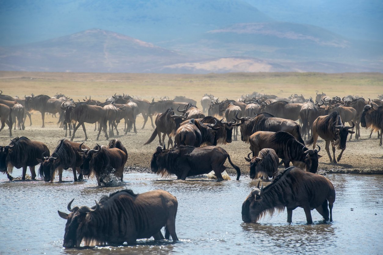 A group of wildebeests drinking with the Adrican landscape behind them in a lake in the Ngorongoro National Parl crater - Tanzania