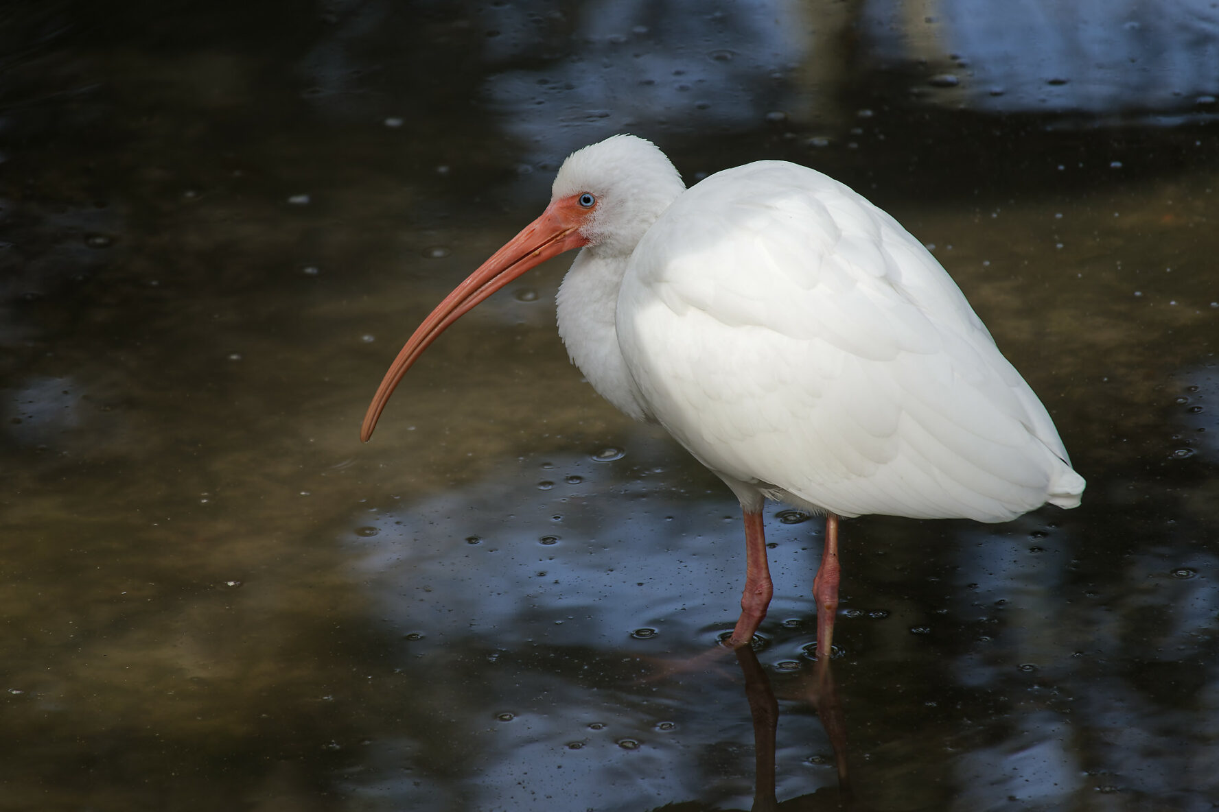American white ibis