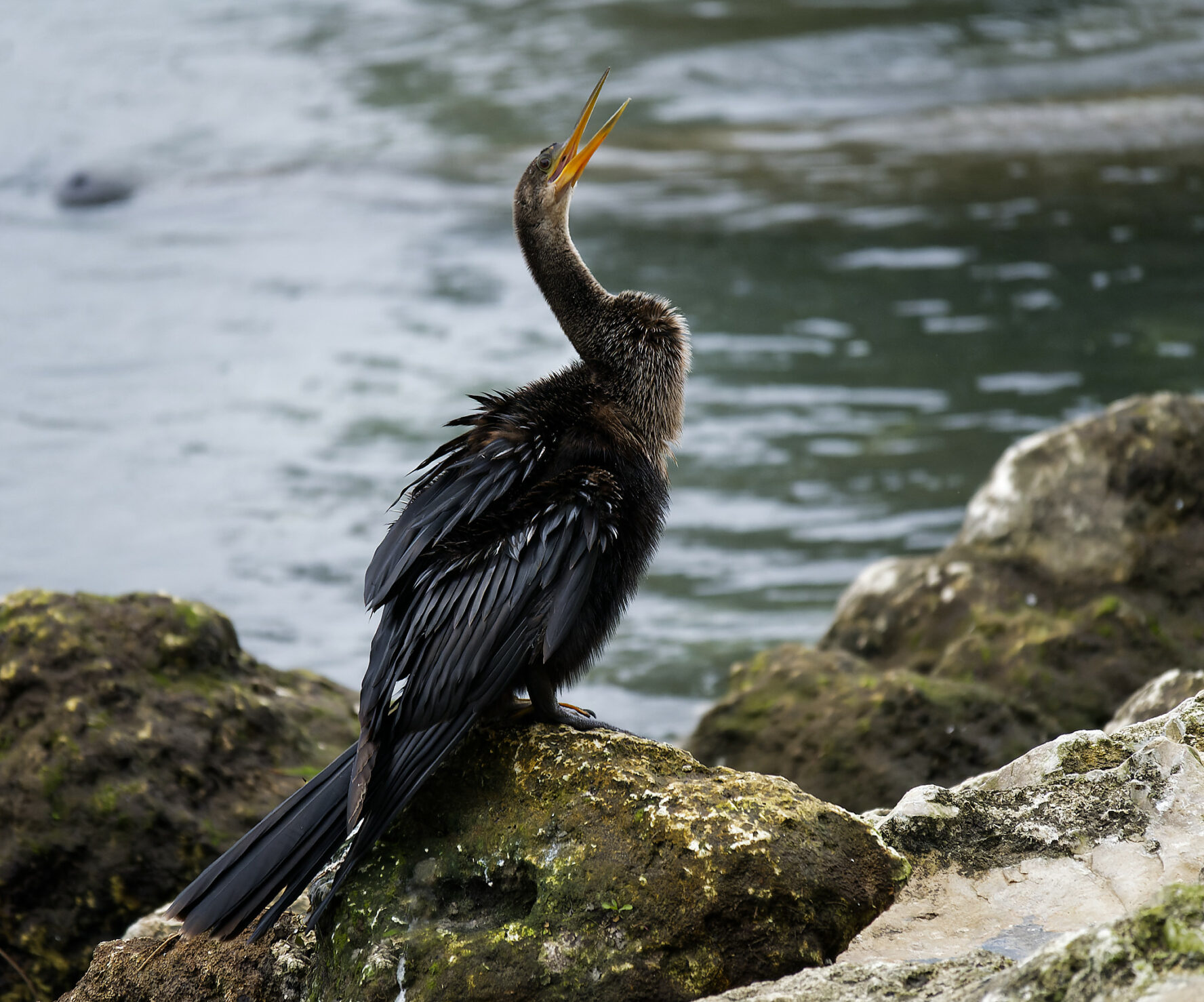 Anhinga on the rocks by the river