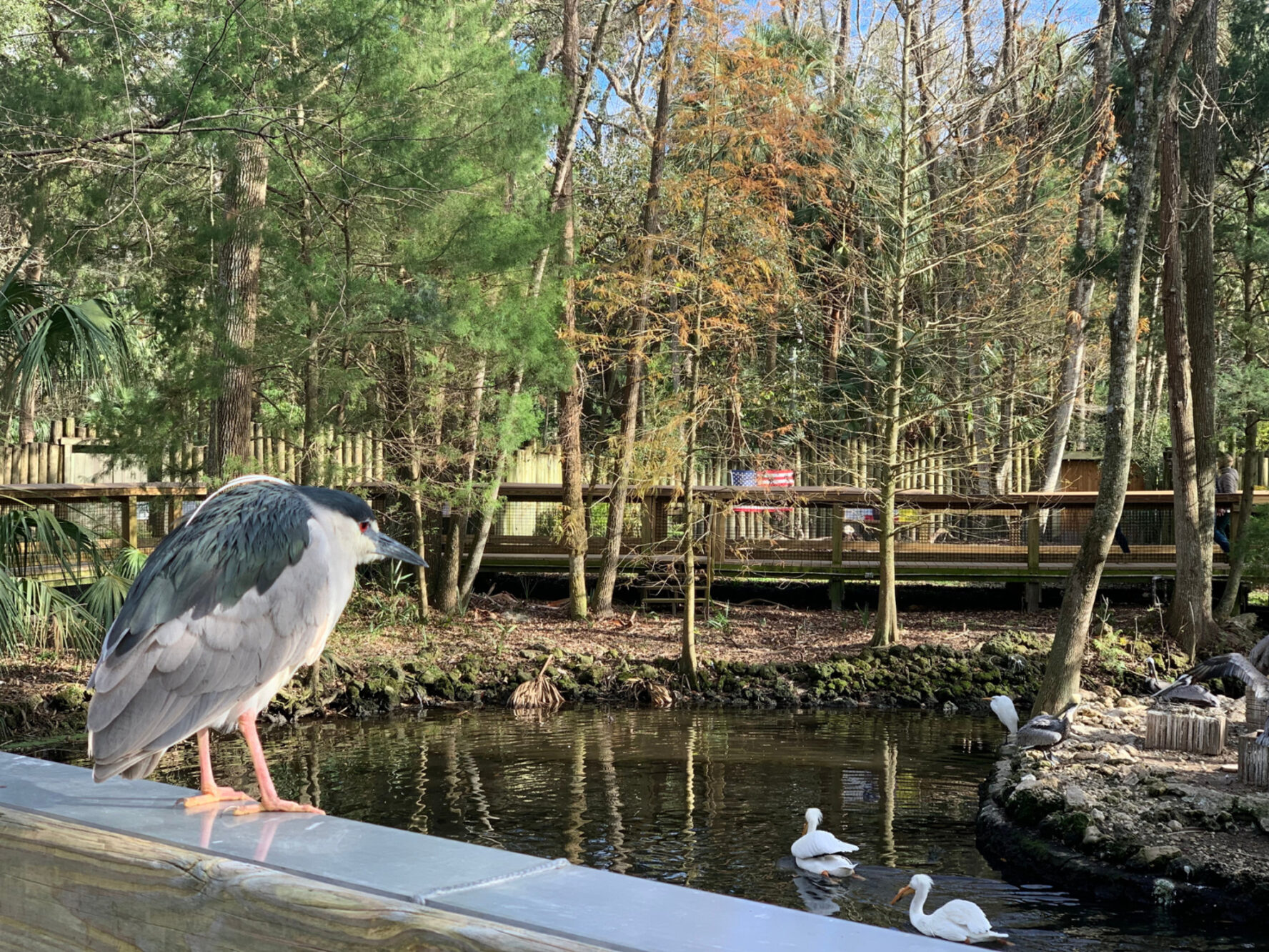 Bird in Homosassa Springs State Park