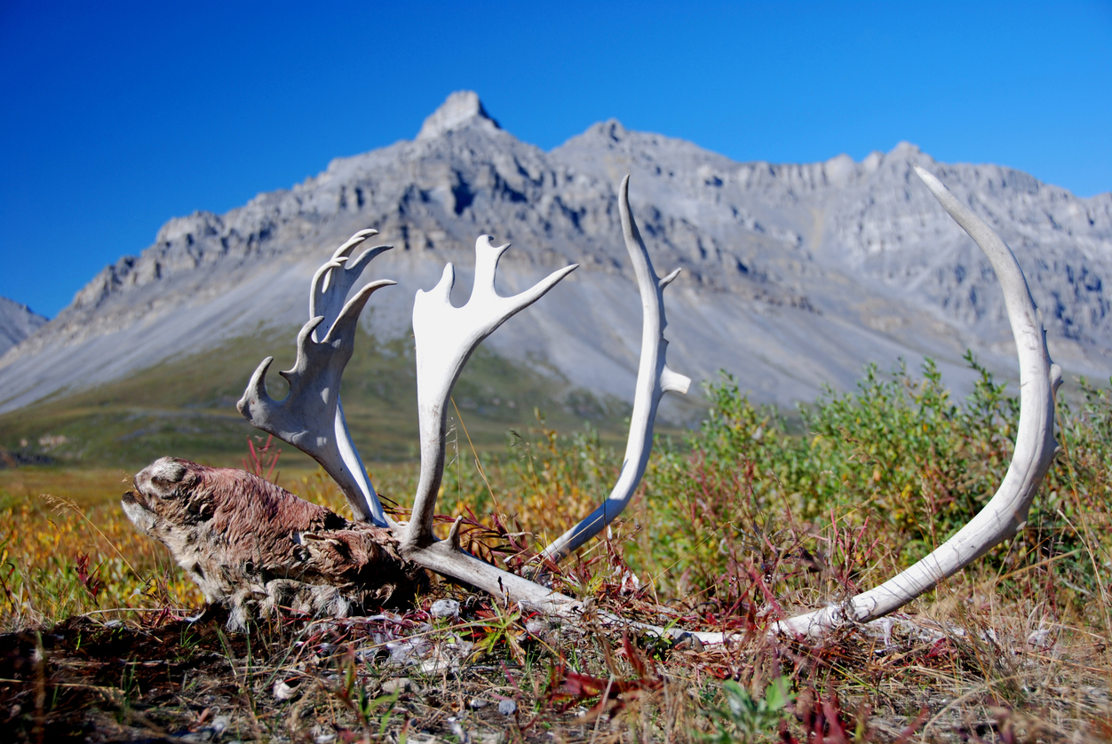 Outside a little Eskimo village of Anuktuvik, I spotted a caribou head with antlers still on. Visible behind is Brooks Range mountains preserved as Gates of the Arctic National Park