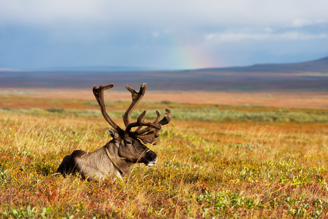 Avka is a general name for domesticated reindeer. Herd of reindeer grazes in the tundra nearby of polar circle. Yamal Peninsula.