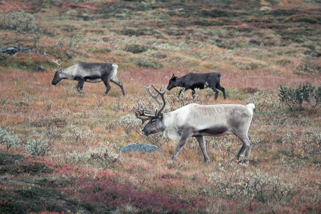Reindeer in the countryside of Lapland on Stekenjokk plateau in autumn in Sweden