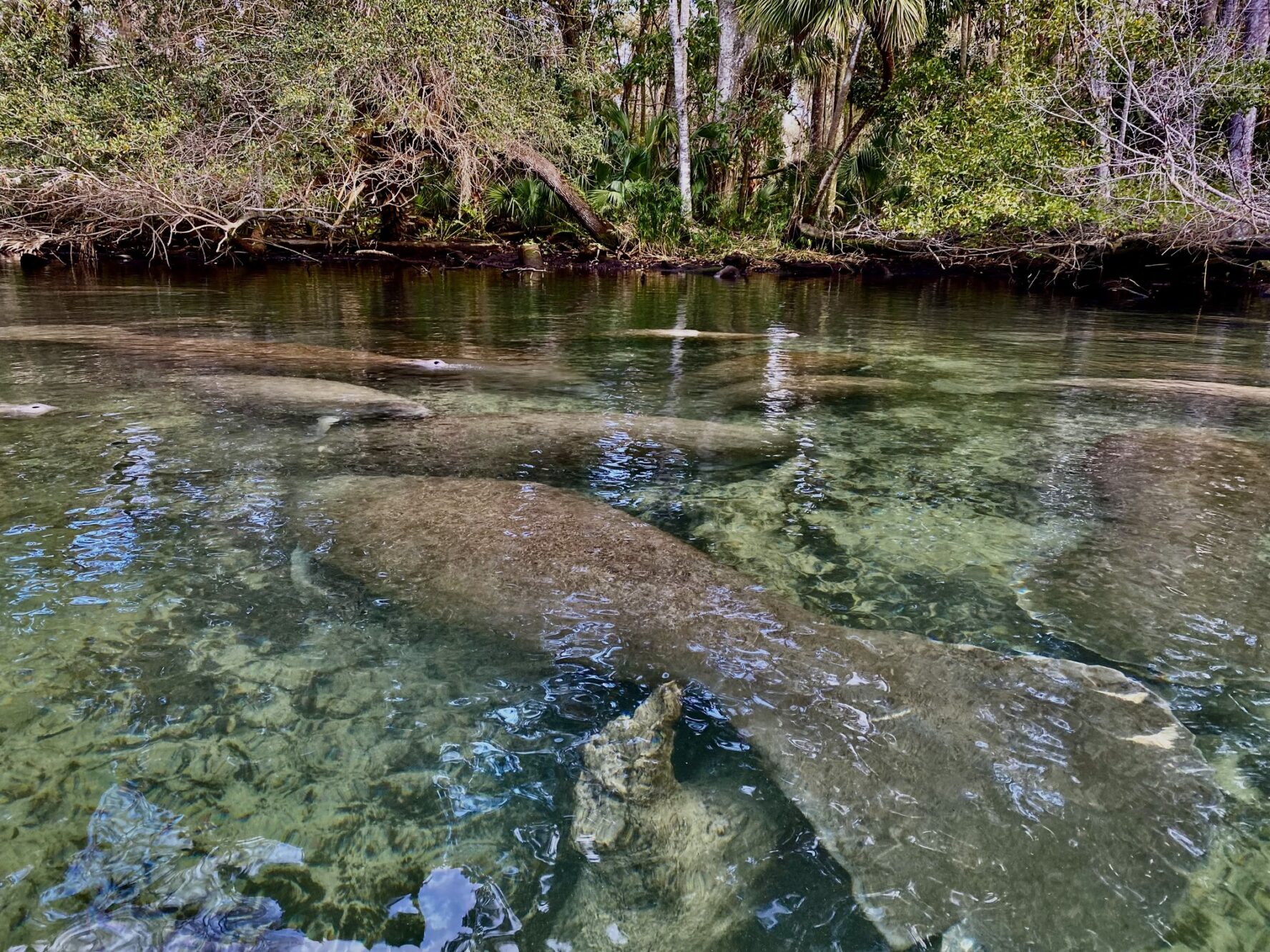 Close encounter with manatees