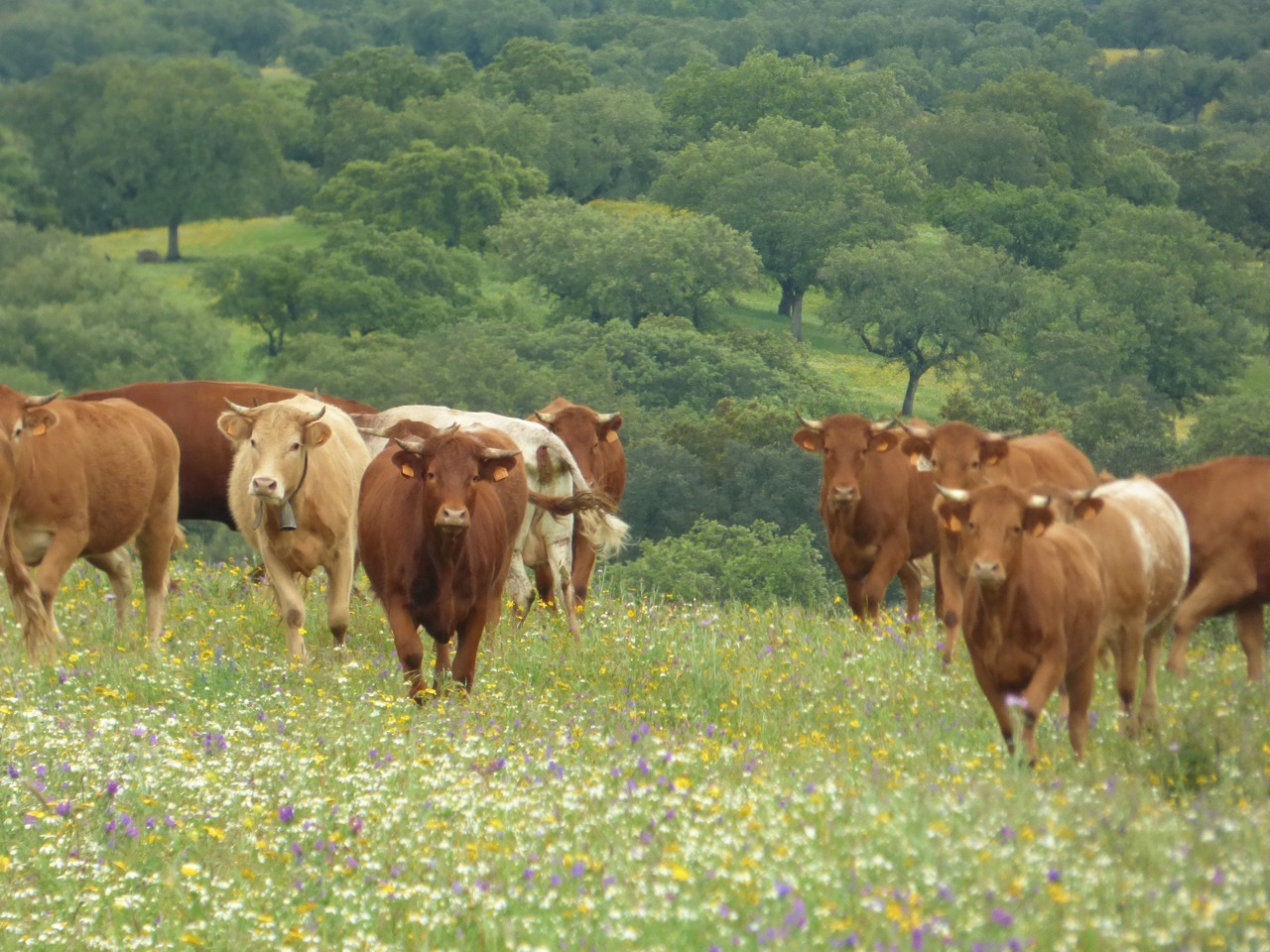 Cool cows in Portugal