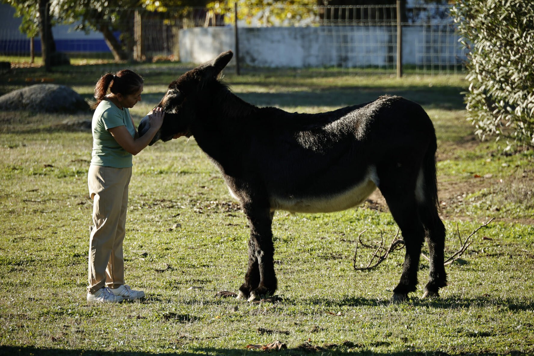 Donkey in the countryside in Portugal