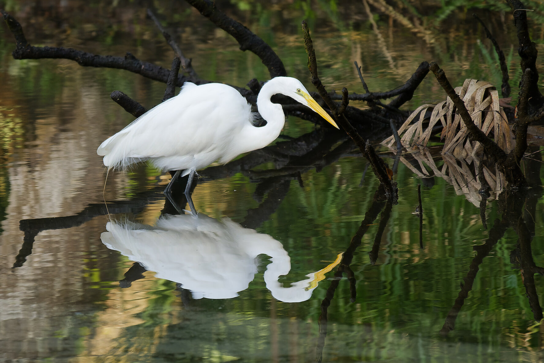 Egret in the river in Florida