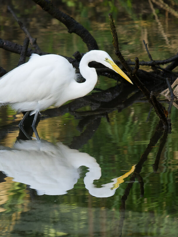 Kayaking in Homosassa Springs