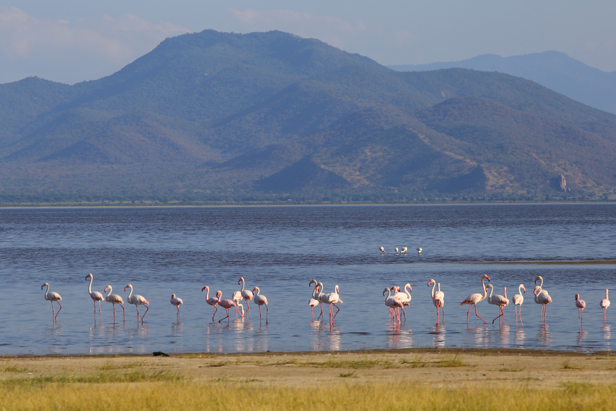 A group o flamingos wading in Lake Manyara in Tanzania