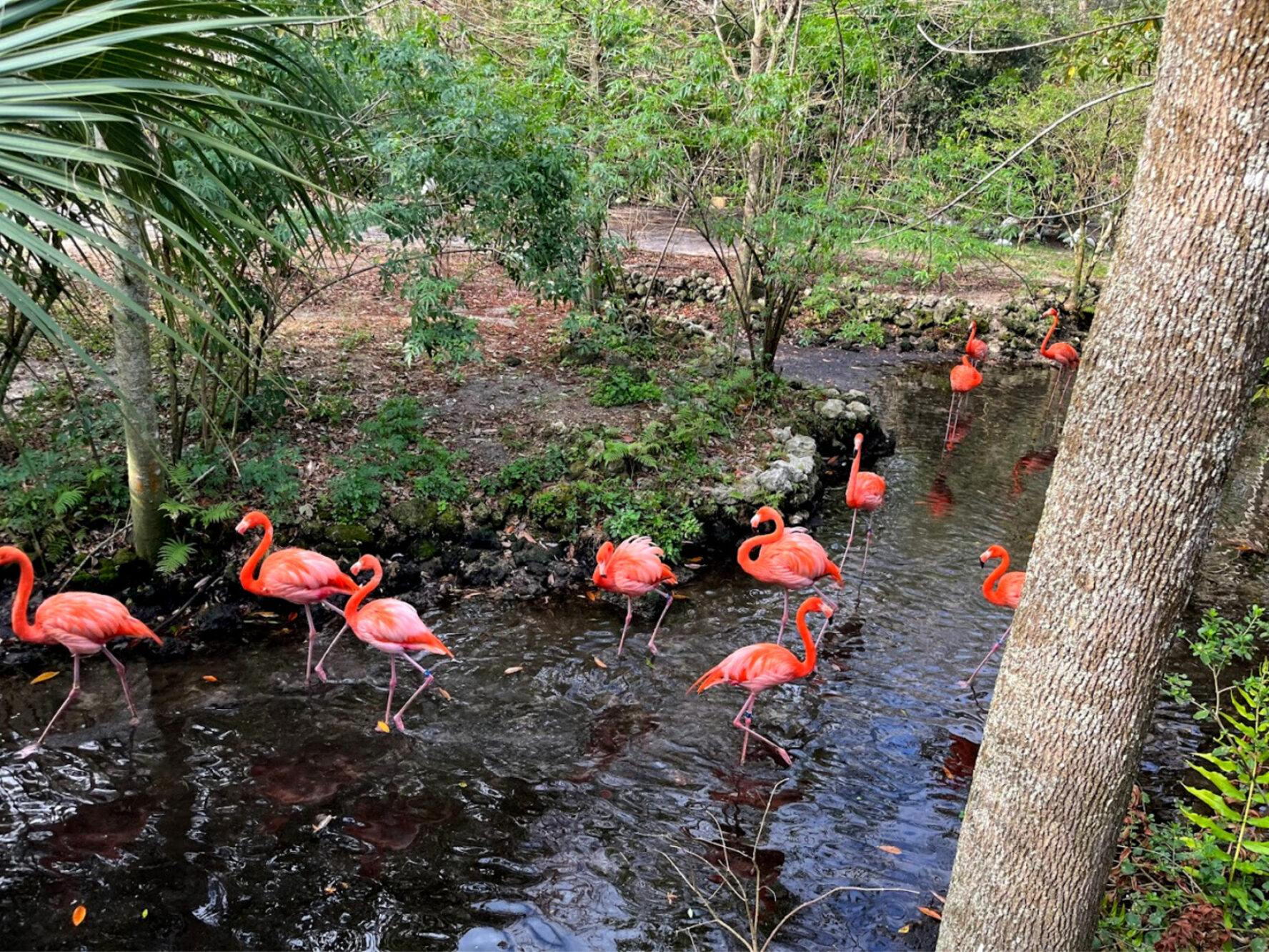 Flamingos in the river