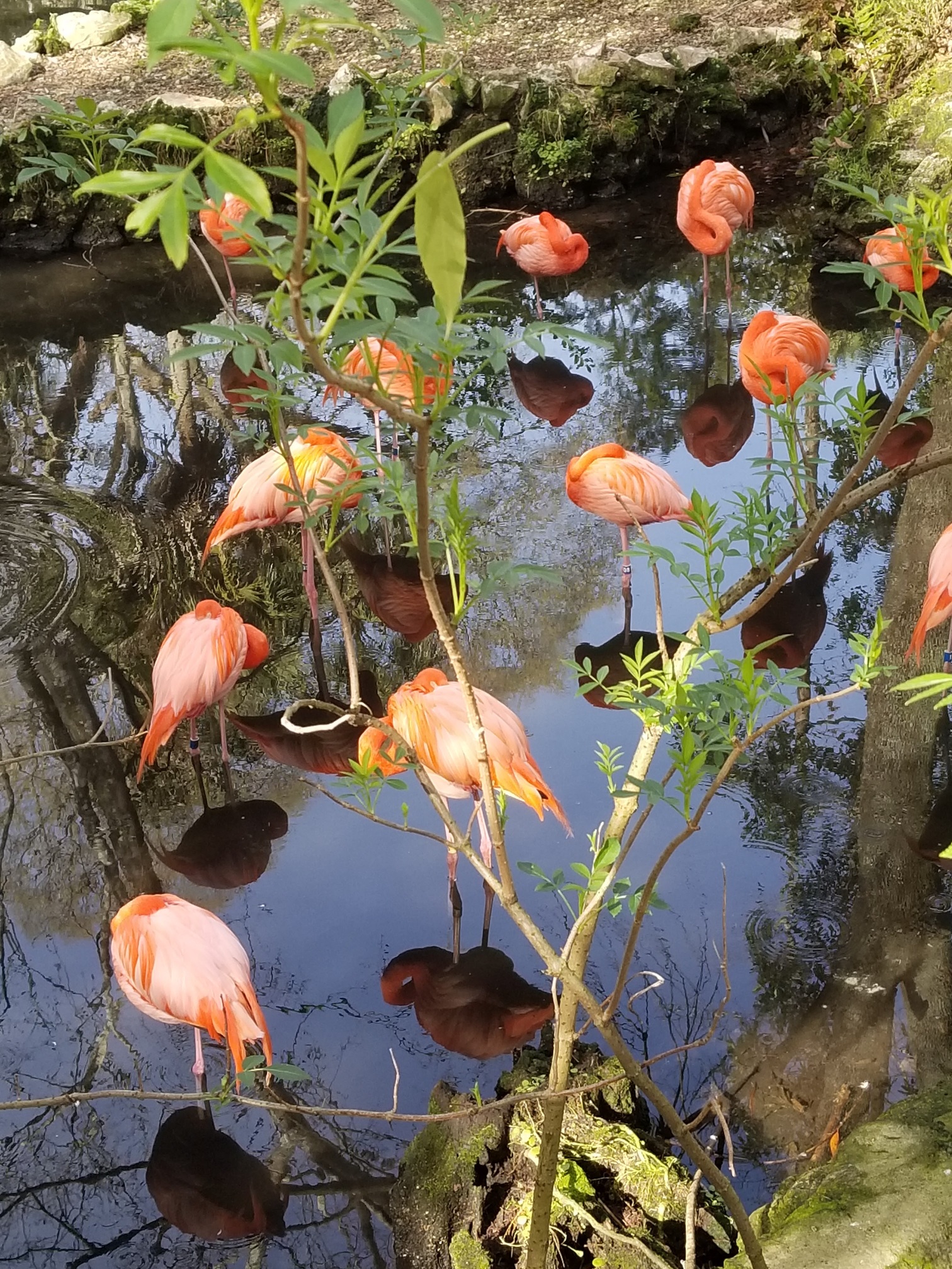 Flamingos sleeping in Homosassa Springs