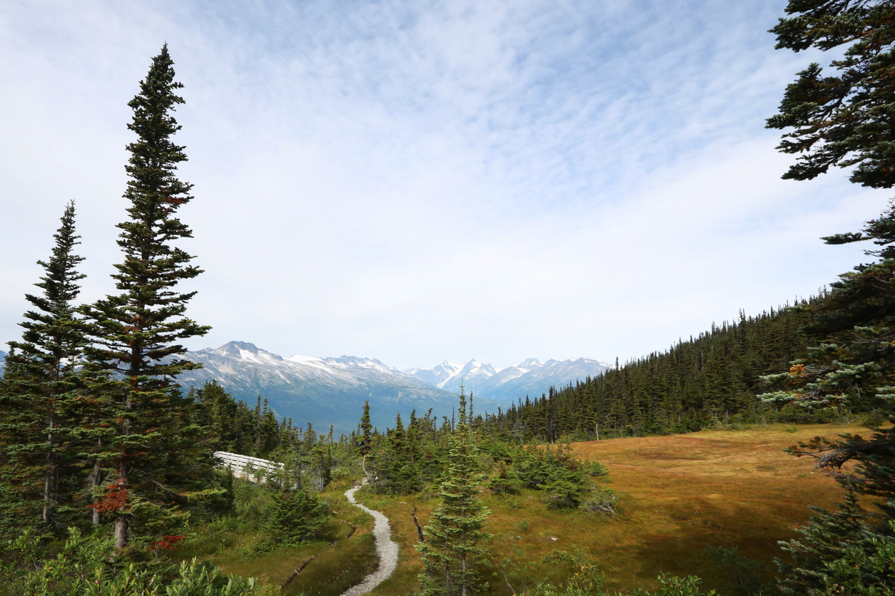 Mountain wive in an Alaskan forest