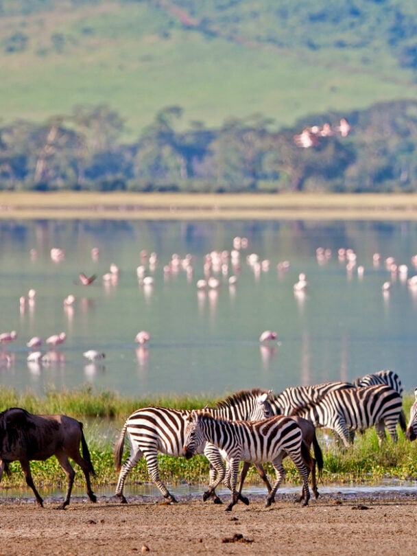 Zebra and her cub crossing the road during a safari tour in Serengeti National Park (Tanzania).