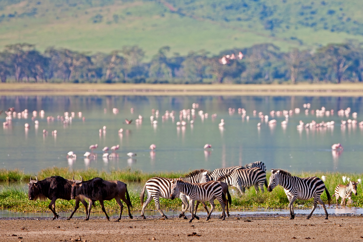 "Zebras and wildebeests in the Ngorongoro Crater, Tanzania"