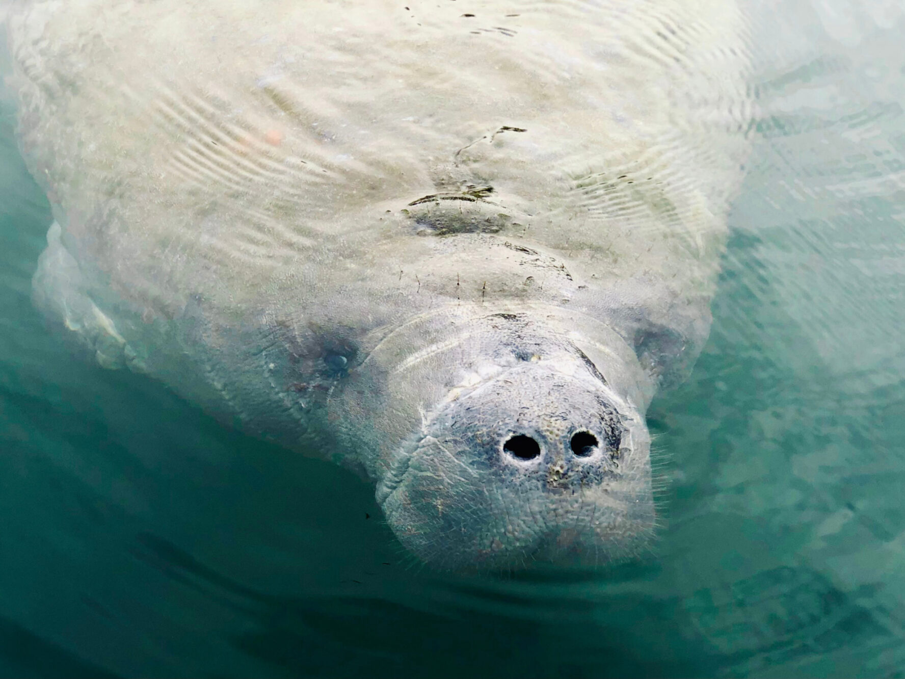 Manatee on the river surface