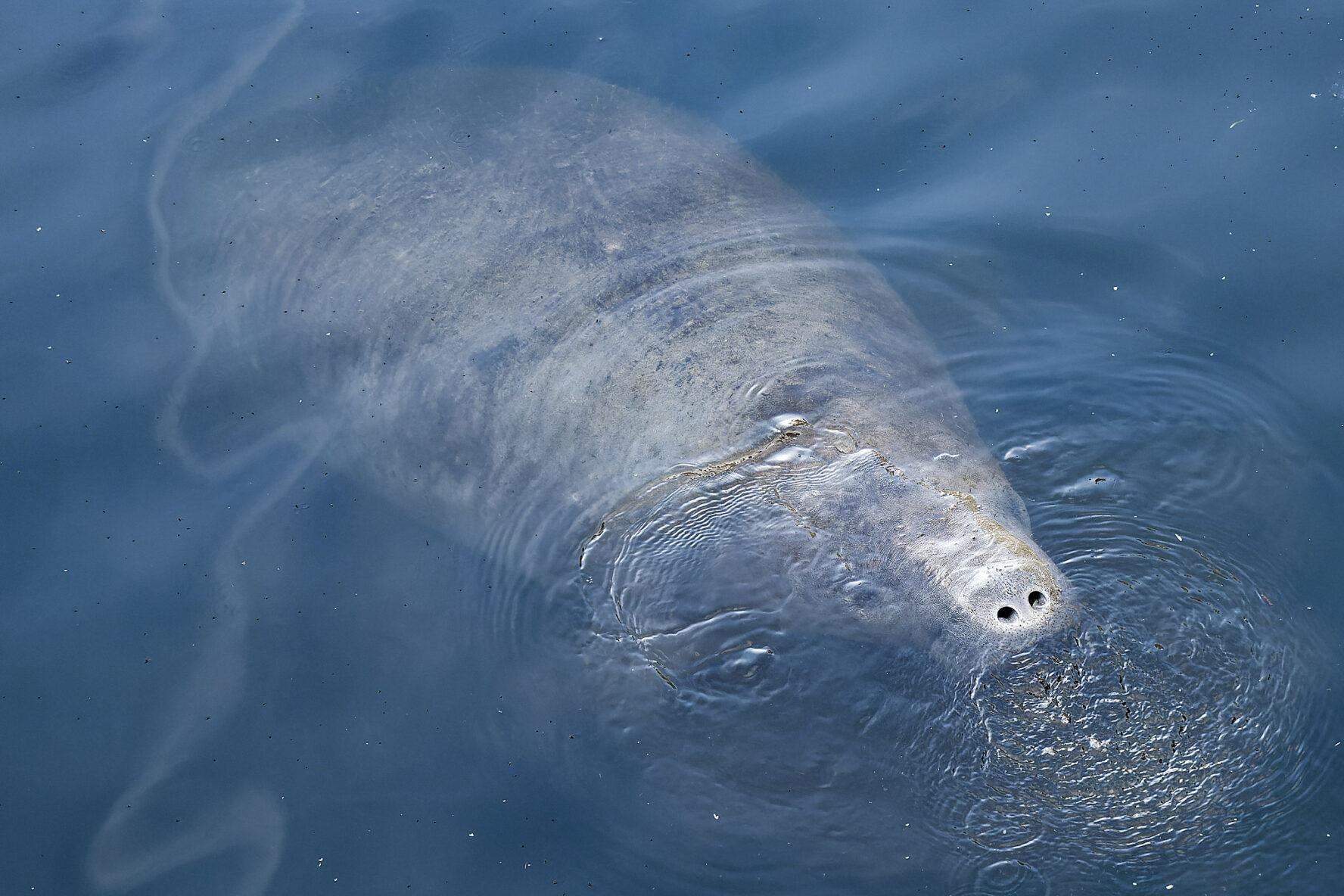 Manatee swimming in the river