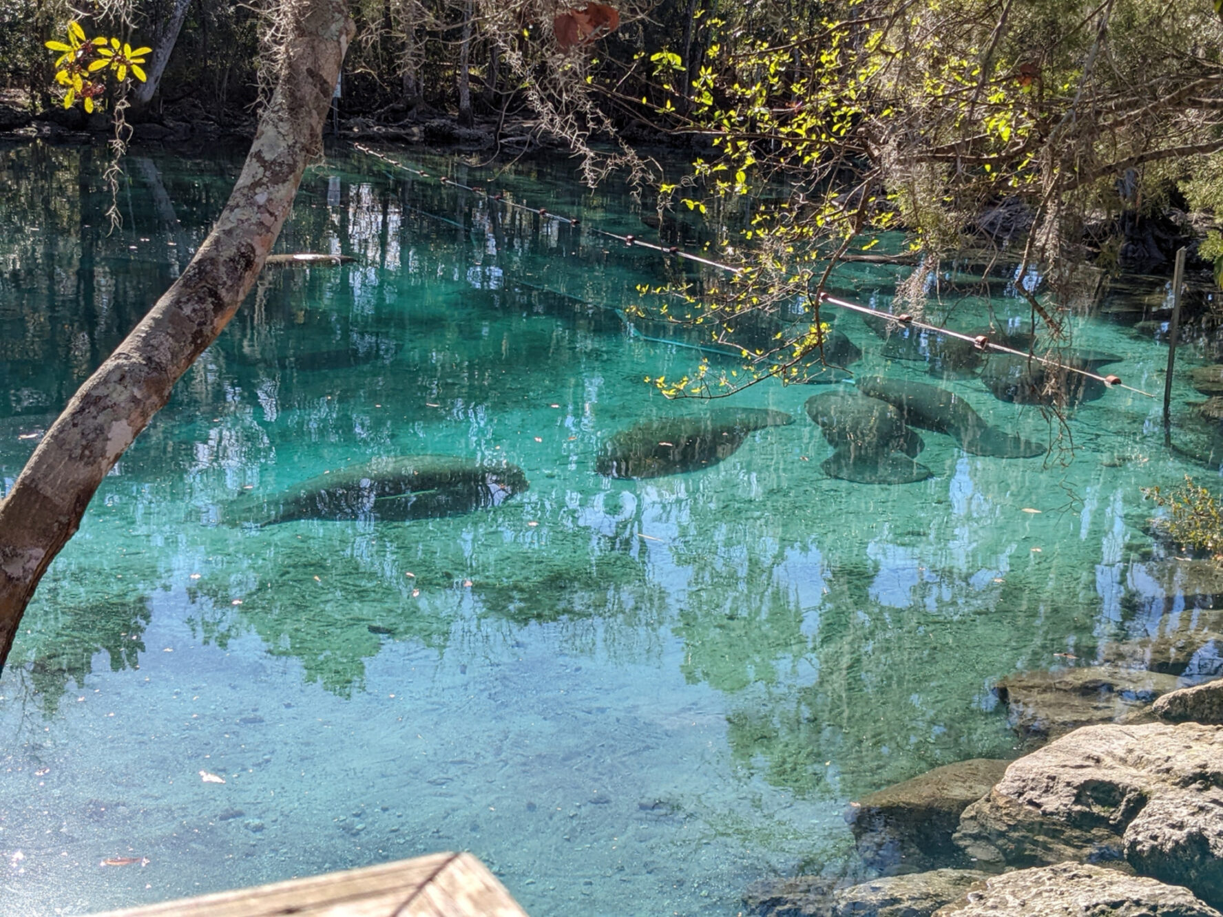 Manatees in a crystal-clear Florida waters