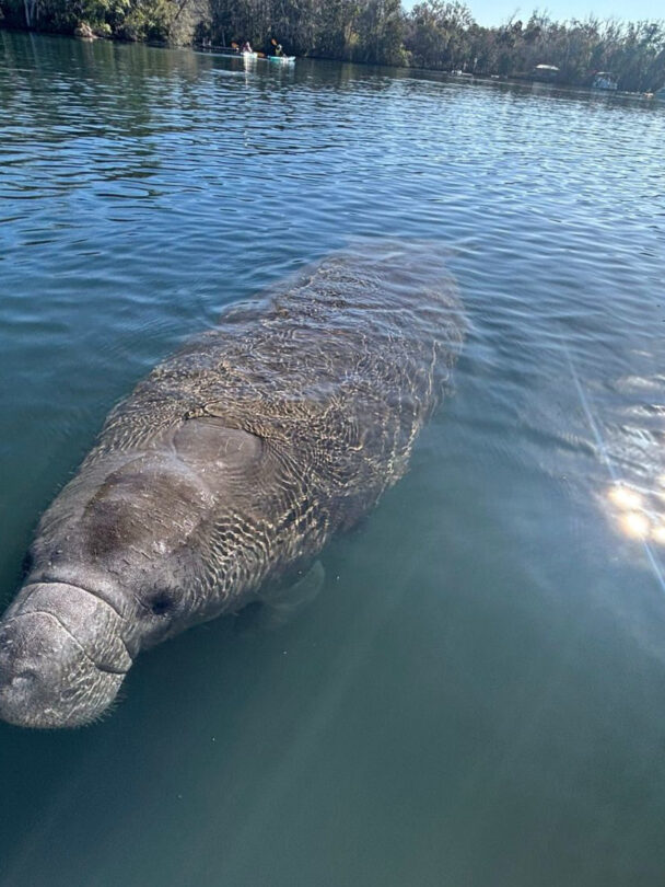 Kayaking in Homosassa Springs