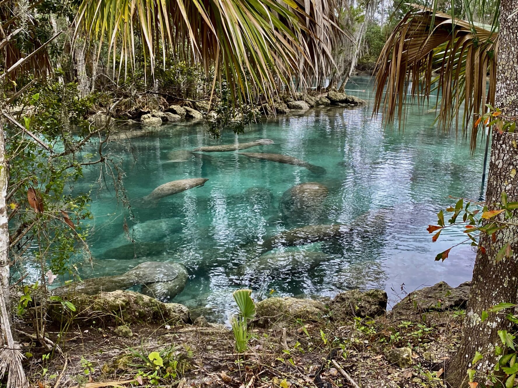 Manatees in natural habitat in Florida