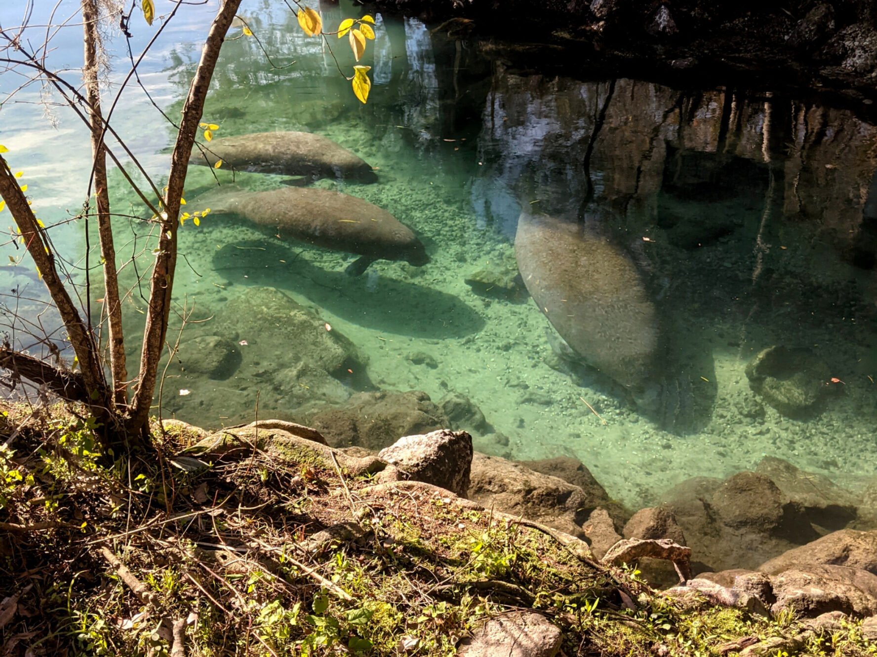 Manatees swimming in Homosassa Springs