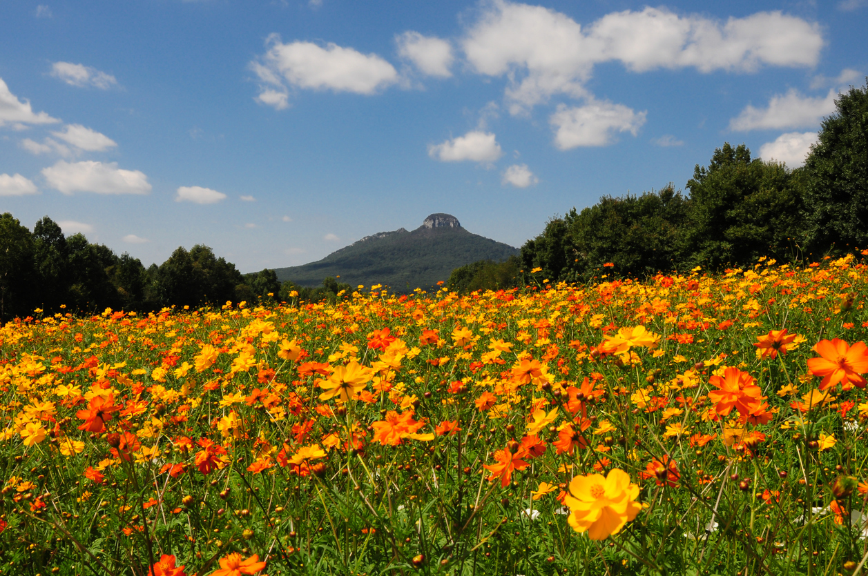 Roadside flowers along Highway 52 near Pilot Mountain State Park in North Carolina.