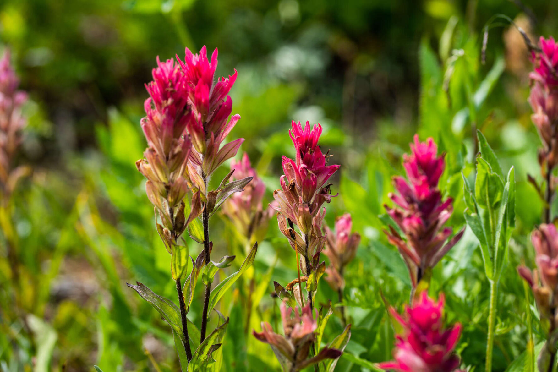 Pink wildflowers in BC’s backcountry.