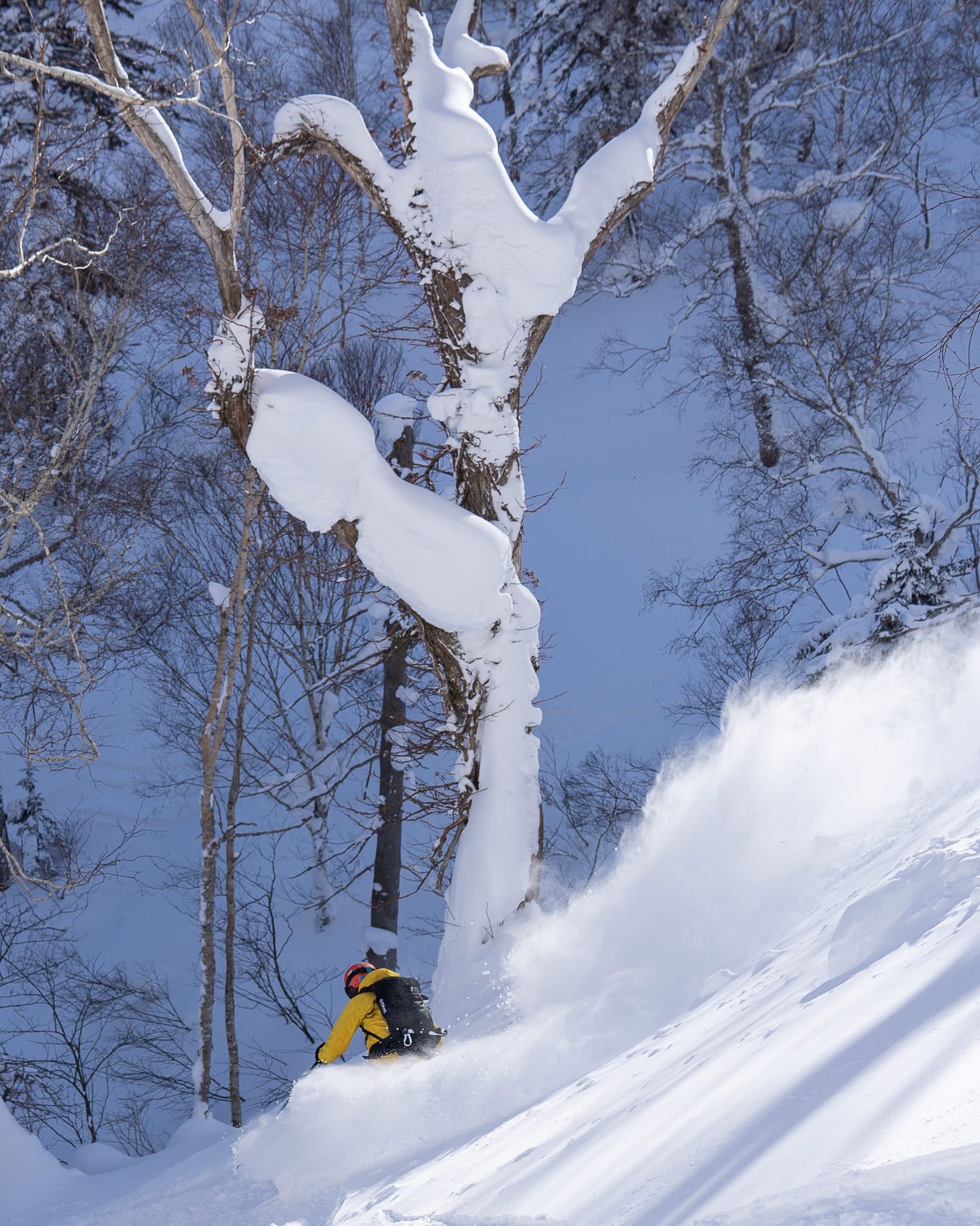 Skier among birch forests in Hokkaido