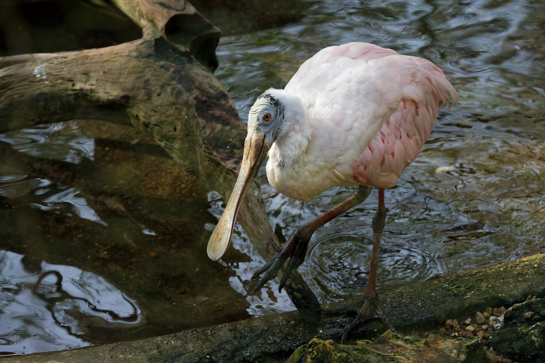 Spoonbill by the river