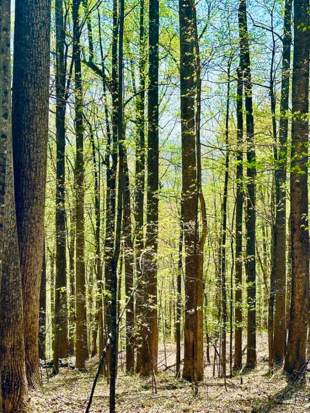 Guided Thru-Hike Art Loeb Trail, North Carolina, starting from Asheville Guide photo