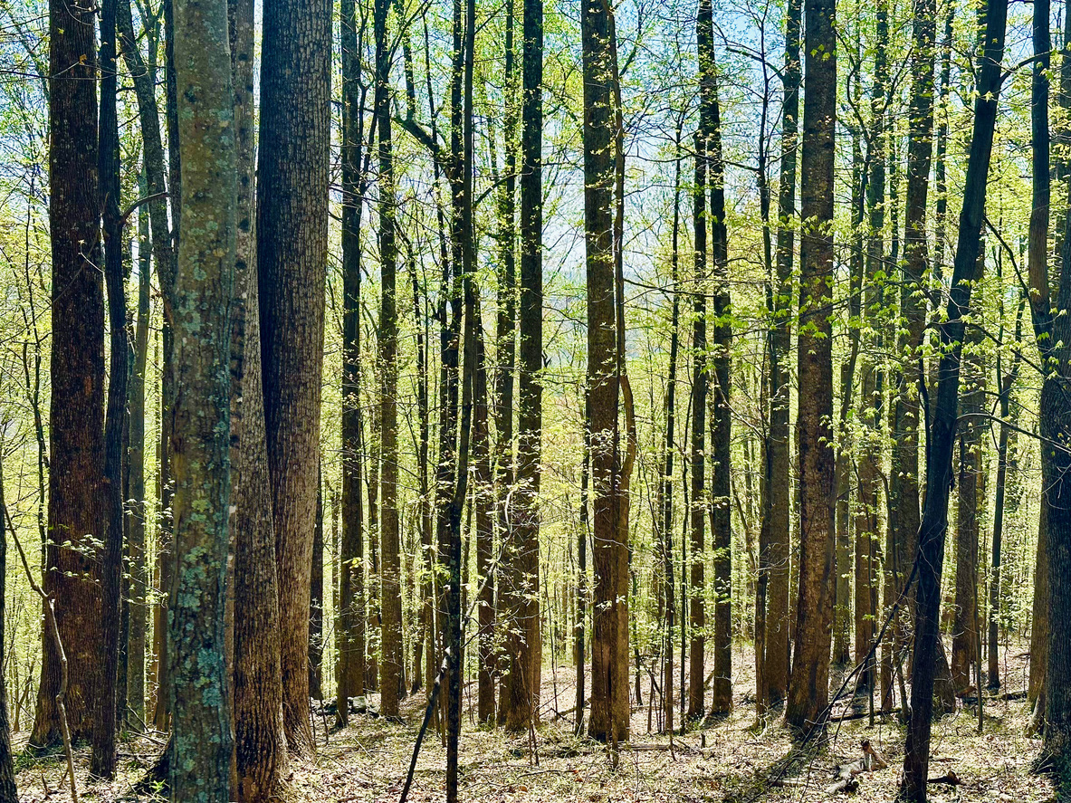 Pisgah National Forest