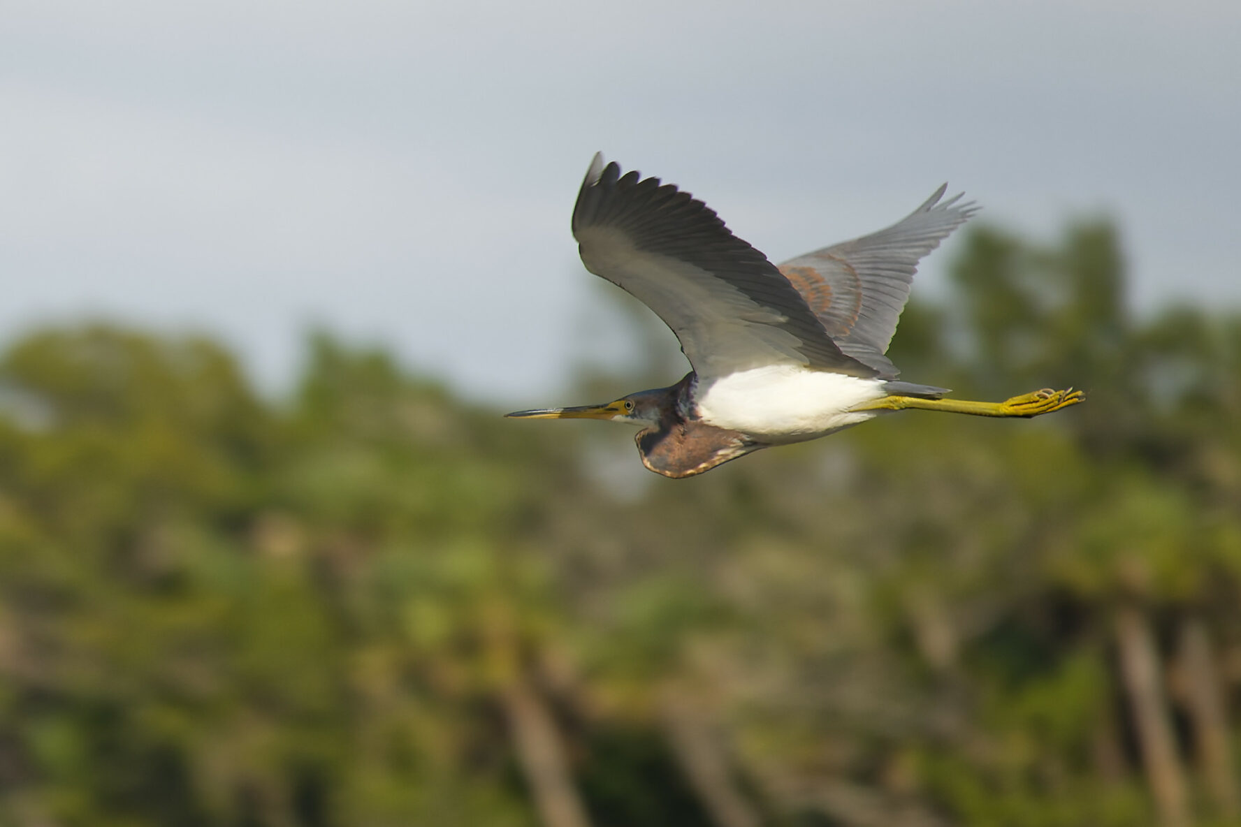 Tricolored heron flying in Florida