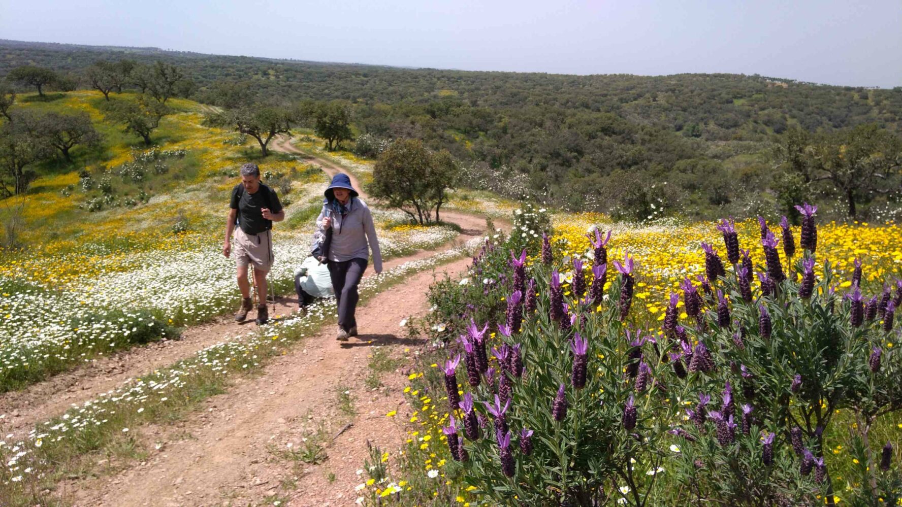Wildflowers and lush landscapes in Portugal