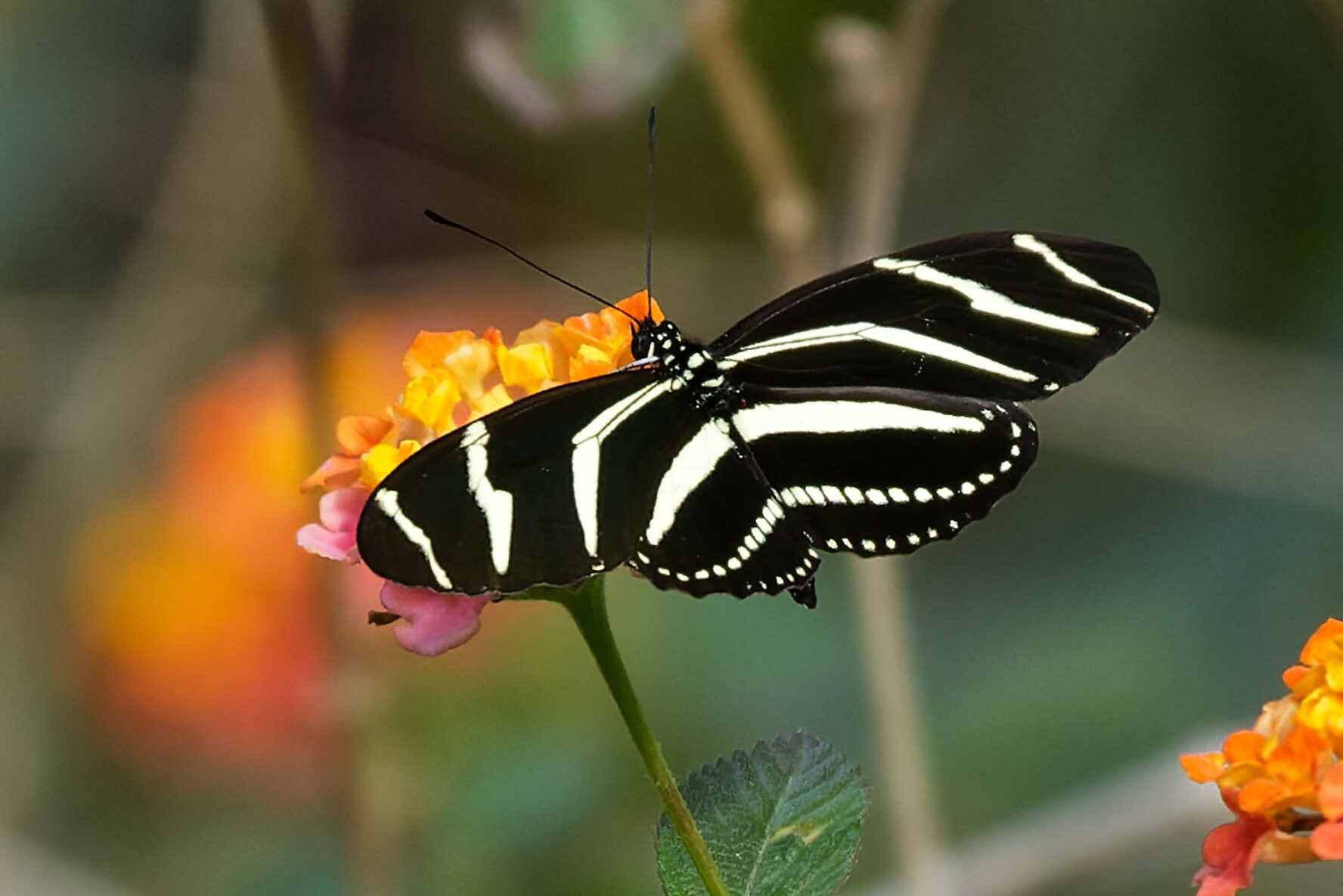 Zebra longwing butterfly on a flower