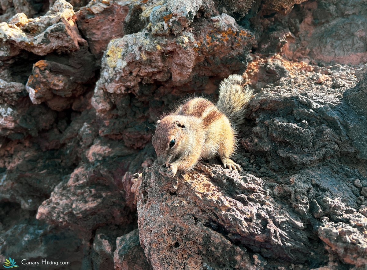 Cute squirrel in Fuerteventura