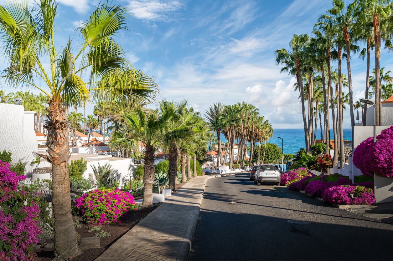 Flowers and sea on Costa Calma, Fuerteventura