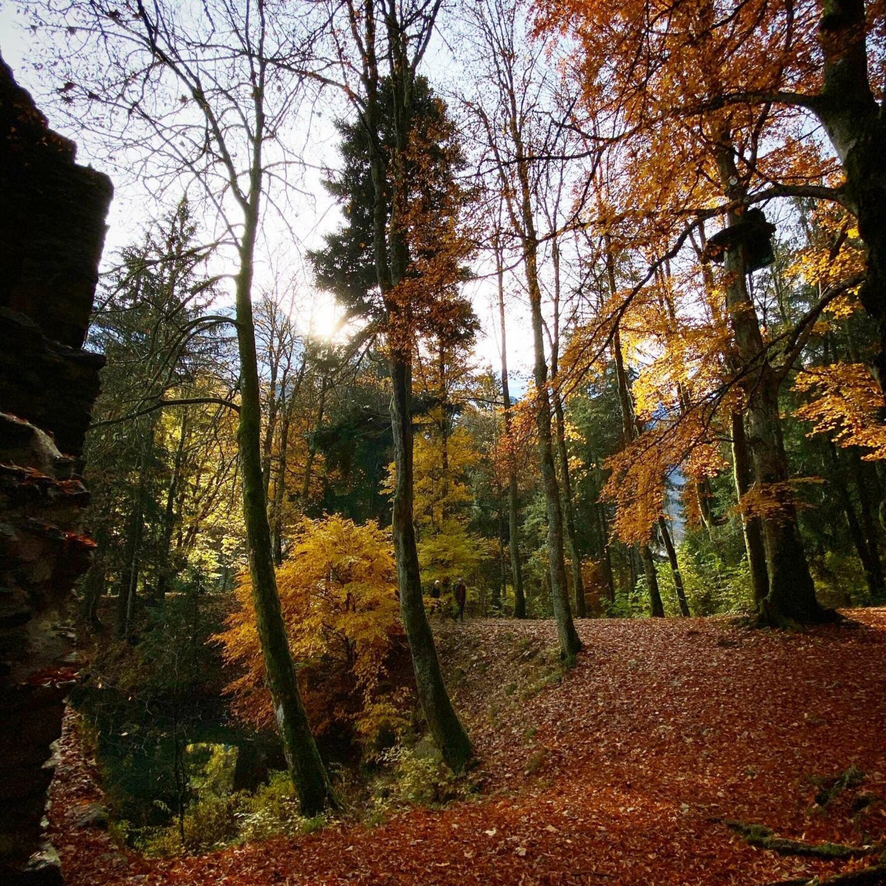 Forest in the Chamonix area during fall, seen during the Chamonix e-MTB adventure.