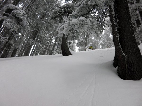 Forest skiing around Yavorov Hut