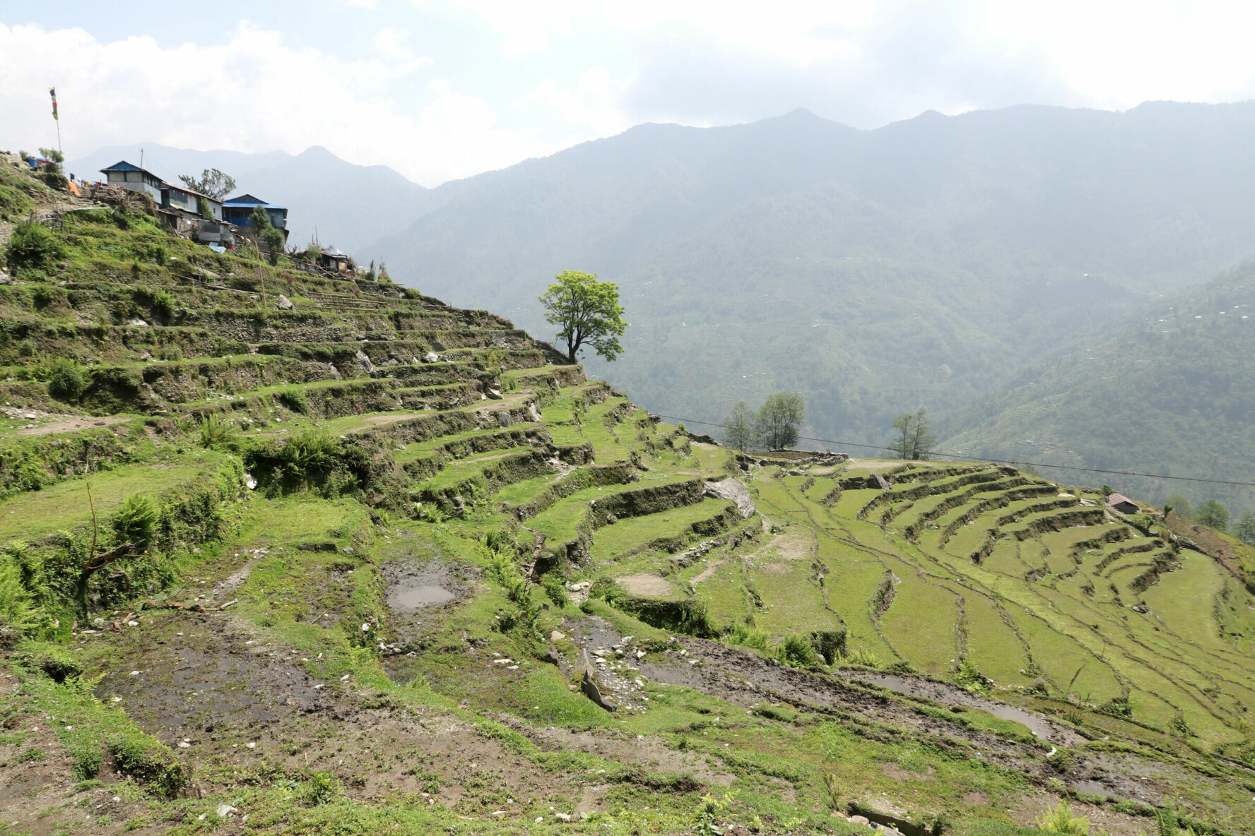 Rice fields in Ghandruk, Nepal, seen while on the Ghorepani Poon Hill Trek.