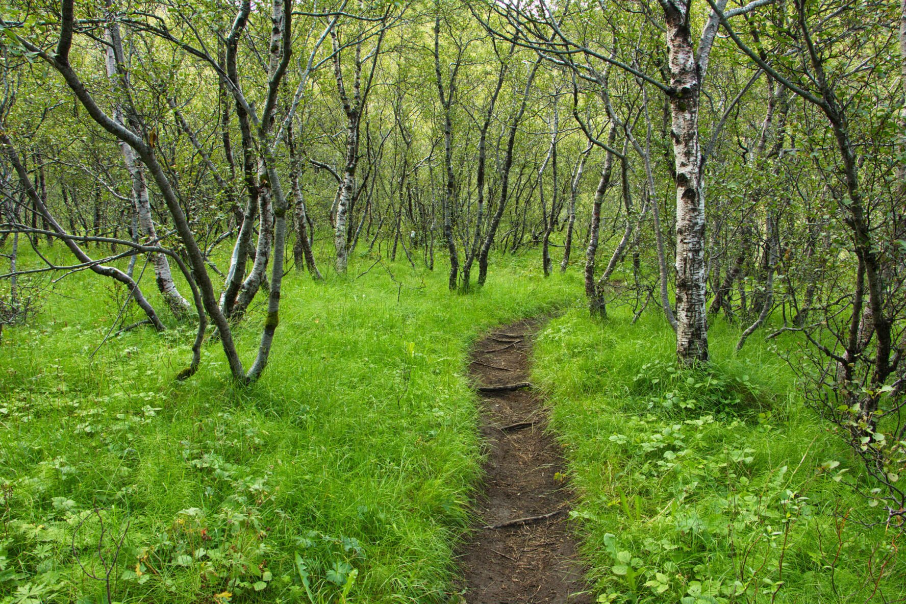 Hiking path winding through a birch forest in Thorsmork, Iceland.