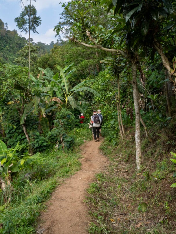 Guided Kilimanjaro Trek Via Lemosho Route