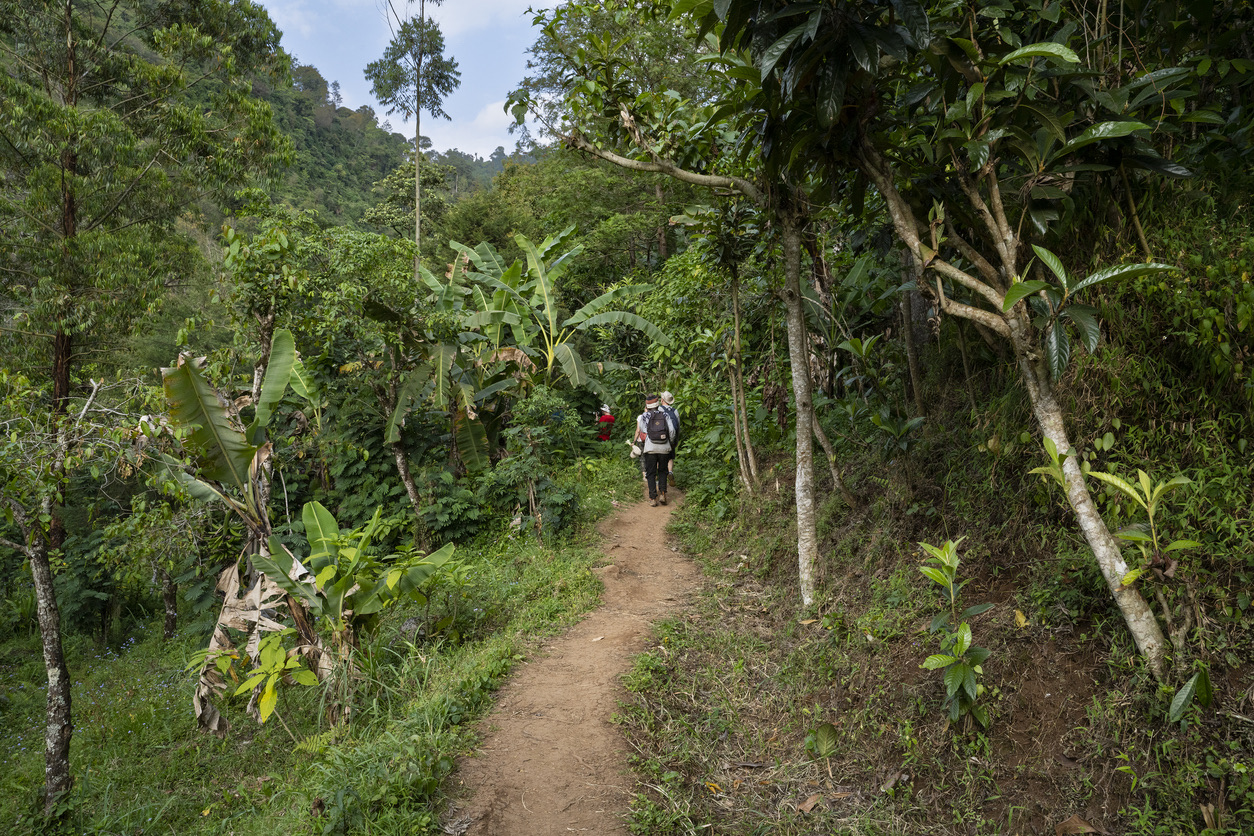 Tourists hiking on a narrow jungle path on the slopes of mount Kilimanjaro, Tanzania.