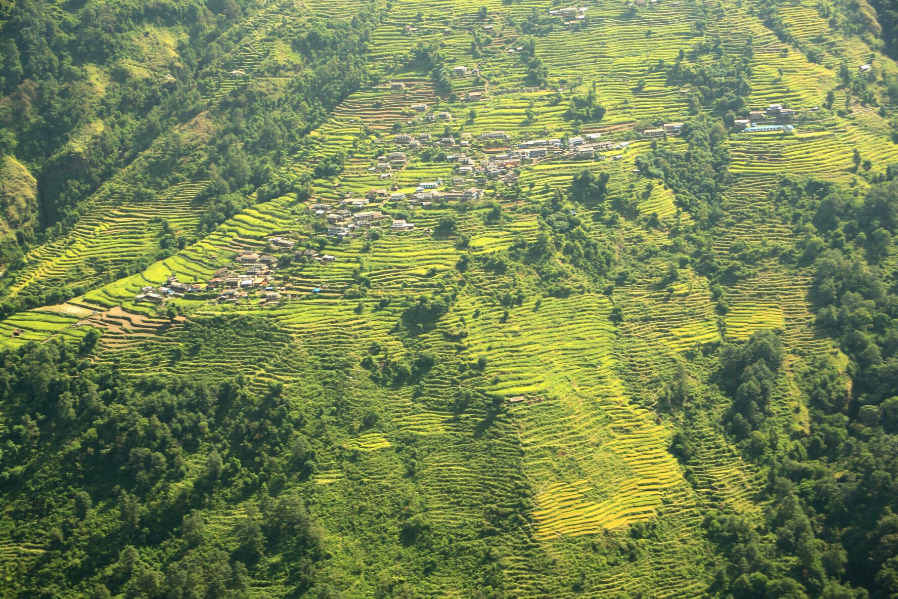 Landruk rice fields, Nepal, seen while on the Ghorepani Poon Hill Trek.