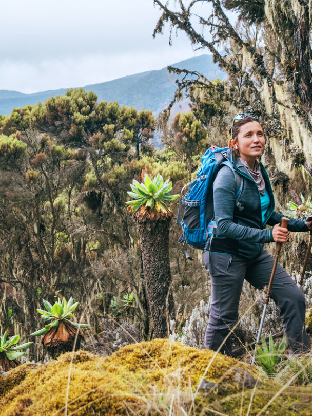 Guided Kilimanjaro Trek Via Lemosho Route