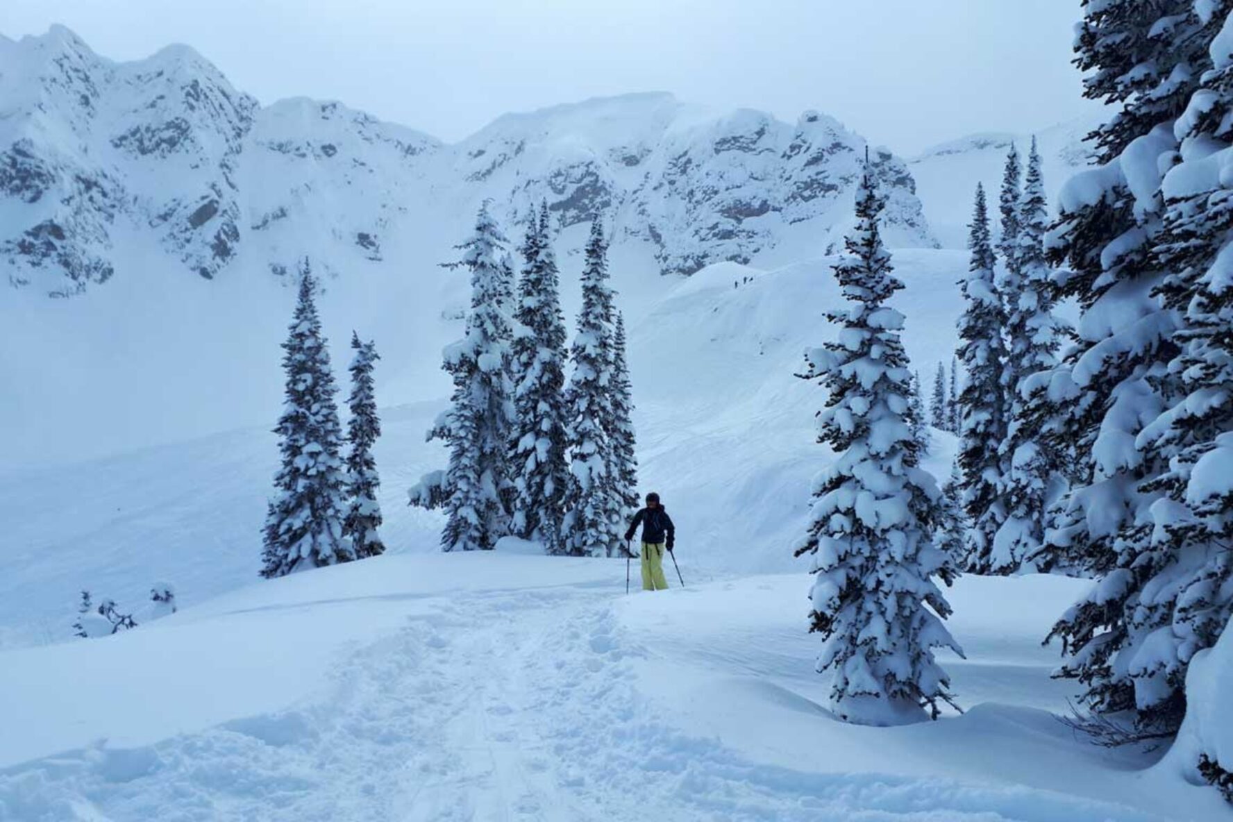 Skiing between conifer trees in Whitewater, BC, Canada.