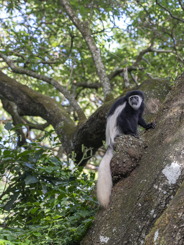 Guided Kilimanjaro Trek Via Lemosho Route