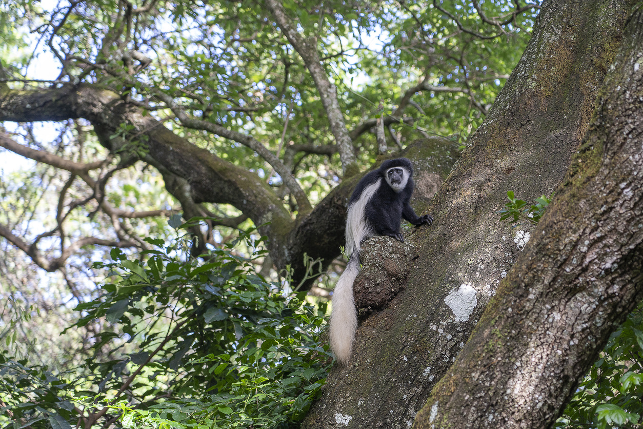 Wild colobus guereza monkey sitting on the branch in tropical forest near city Arusha, Tanzania, Africa
